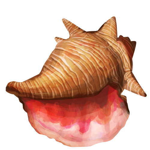 Conch Shell